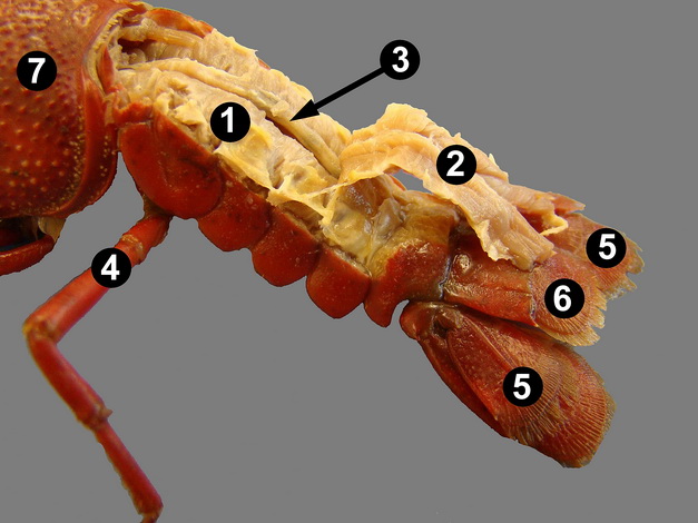 crayfish-dissection